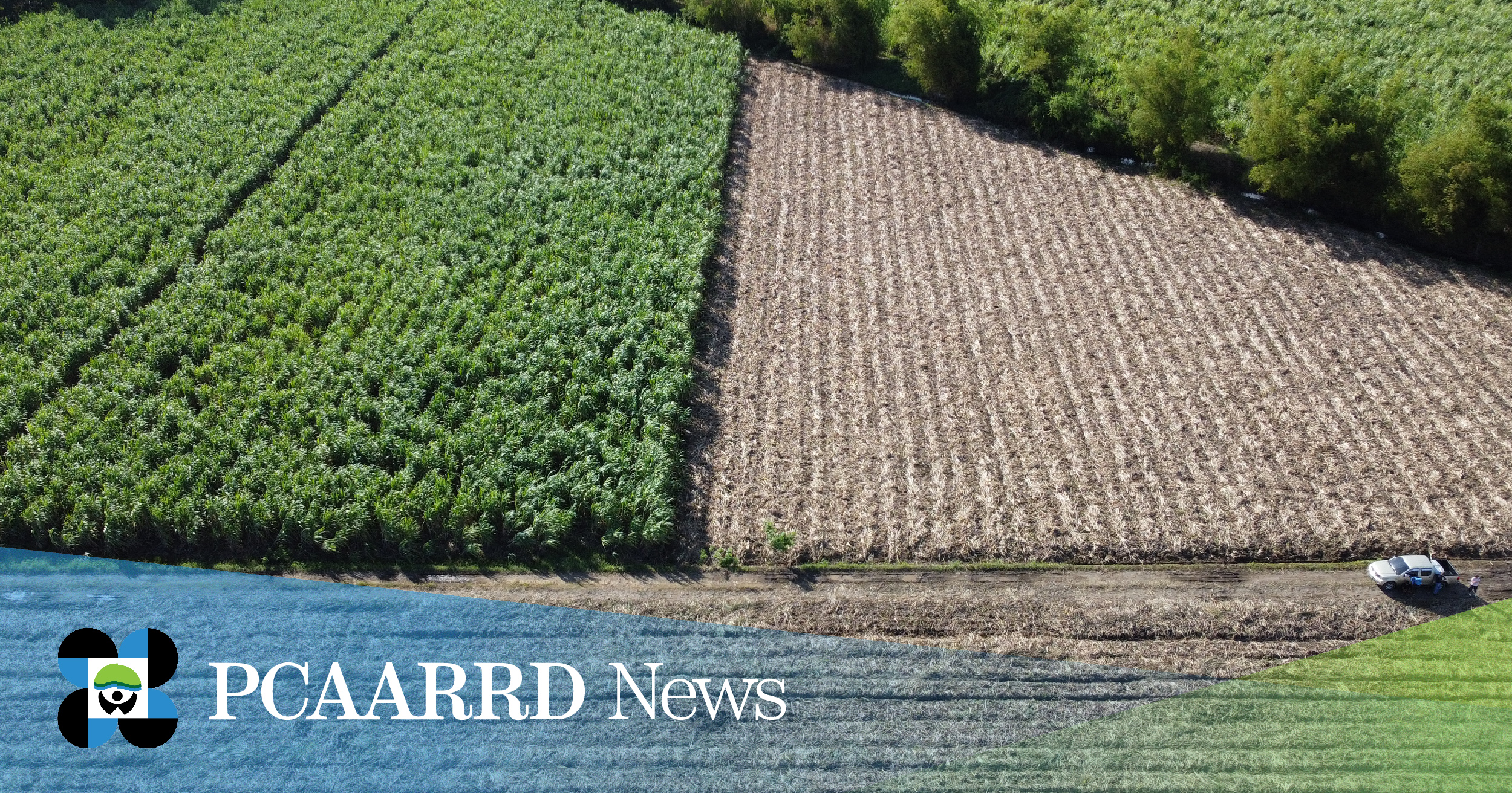 DOST-PCAARRD, PHILSURIN to develop high performing, resilient sugarcane varieties